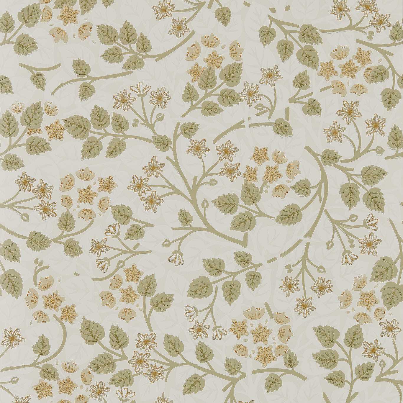 Silver Lime Lichen